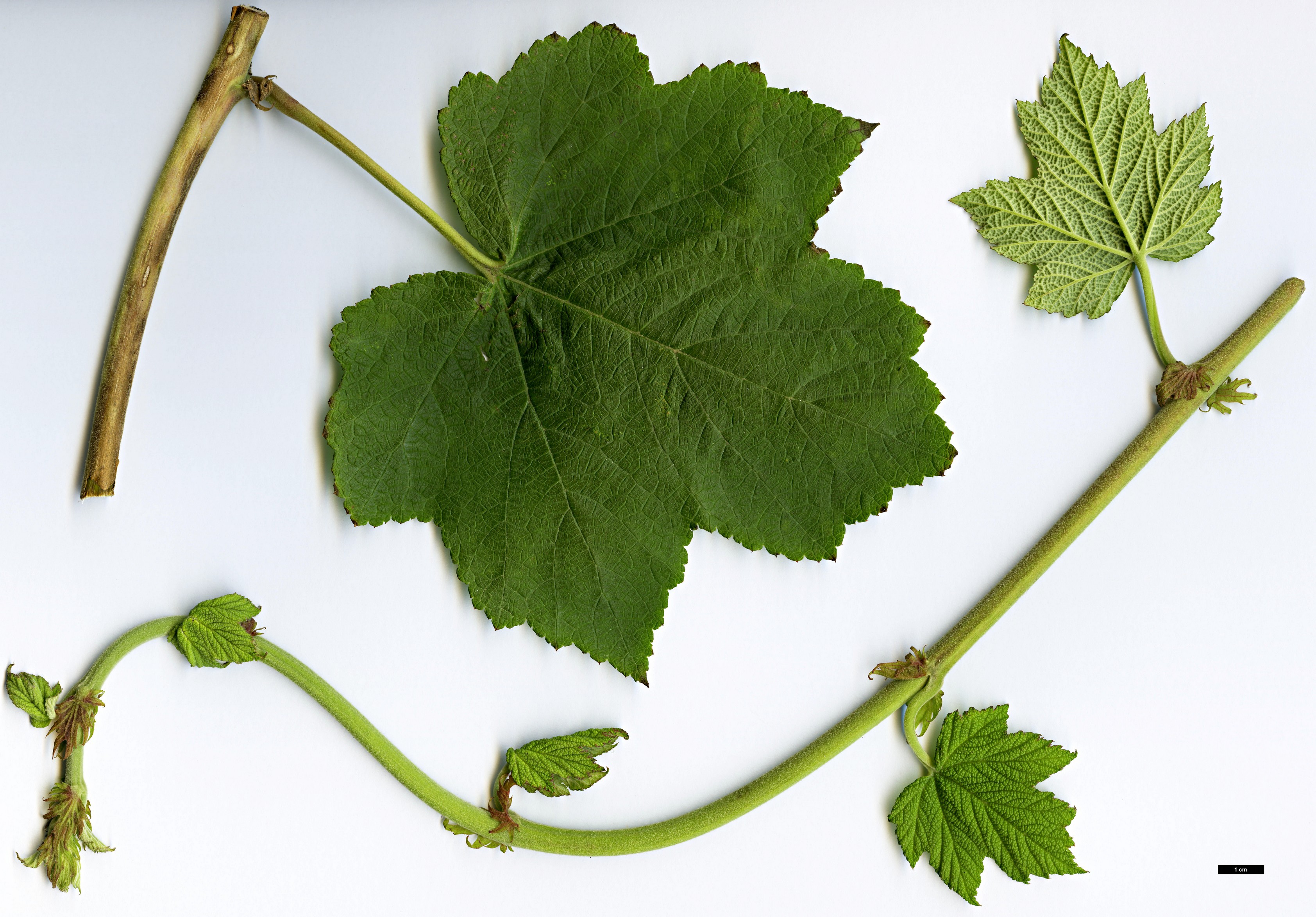 High resolution image: Family: Rosaceae - Genus: Rubus - Taxon: aff. setchuenensis